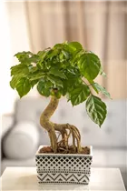 - Radermachera sinica  - Radermachera sinica