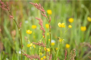 - Ranunculus acris  - Ranunculus acris