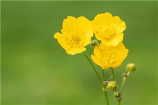 - Ranunculus acris  - Ranunculus acris