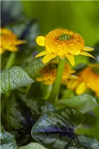  - Ranunculus ficaria 'Collarette'