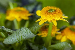  - Ranunculus ficaria 'Collarette'