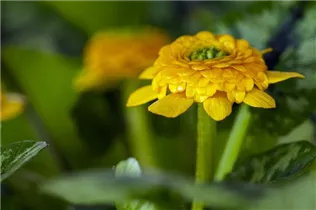  - Ranunculus ficaria 'Collarette'