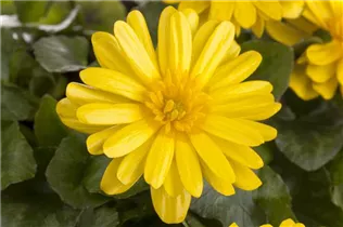  - Ranunculus ficaria 'Yoko Sun'