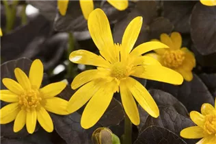  - Ranunculus ficaria 'Yoko Sun'