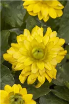  - Ranunculus ficaria 'Yoko Sun'