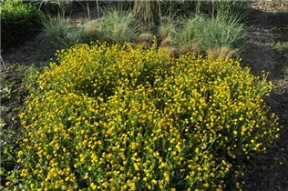  - Ranunculus repens 'Pleniflora'