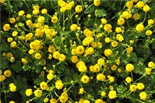  - Ranunculus repens 'Pleniflora'
