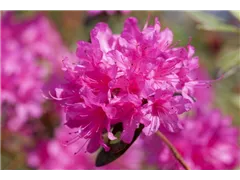 - Rhododendron 'Anna Baldsiefen'  - Rhododendron 'Anna Baldsiefen'