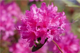 - Rhododendron 'Anna Baldsiefen'  - Rhododendron 'Anna Baldsiefen'