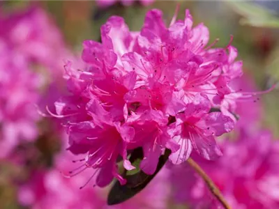 - Rhododendron 'Anna Baldsiefen'  - Rhododendron 'Anna Baldsiefen'