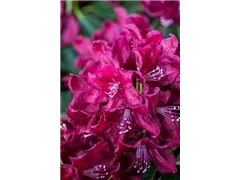 - Rhododendron 'Anna Netrebko'  - Rhododendron 'Anna Netrebko'