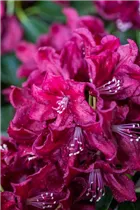 - Rhododendron 'Anna Netrebko'  - Rhododendron 'Anna Netrebko'