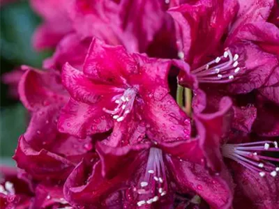 - Rhododendron 'Anna Netrebko'  - Rhododendron 'Anna Netrebko'