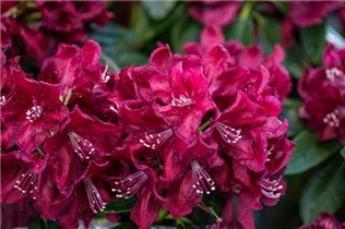- Rhododendron 'Anna Netrebko'  - Rhododendron 'Anna Netrebko'