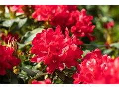 - Rhododendron 'Antaris'  - Rhododendron 'Antaris'