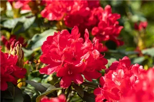 - Rhododendron 'Antaris'  - Rhododendron 'Antaris'