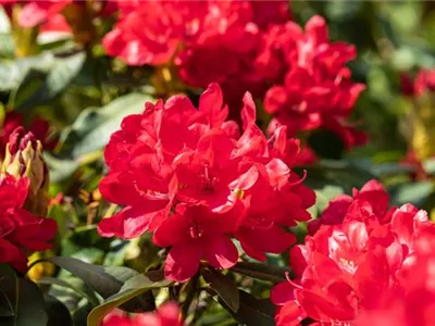 - Rhododendron 'Antaris'  - Rhododendron 'Antaris'