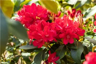 - Rhododendron 'Antaris'  - Rhododendron 'Antaris'