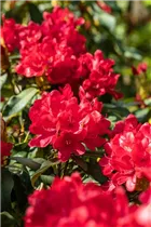 - Rhododendron 'Antaris'  - Rhododendron 'Antaris'