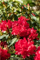 - Rhododendron 'Antaris'  - Rhododendron 'Antaris'