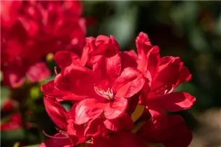 - Rhododendron 'Antaris'  - Rhododendron 'Antaris'