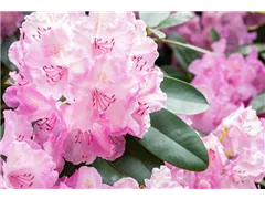 - Rhododendron 'Aristide Briand'  - Rhododendron 'Aristide Briand'