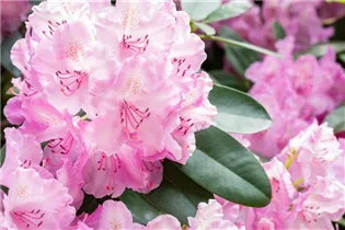 - Rhododendron 'Aristide Briand'  - Rhododendron 'Aristide Briand'