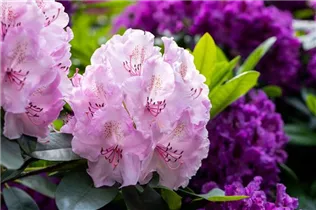 - Rhododendron 'Aristide Briand'  - Rhododendron 'Aristide Briand'