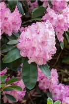- Rhododendron 'Aristide Briand'  - Rhododendron 'Aristide Briand'