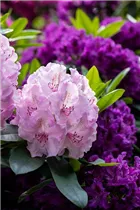 - Rhododendron 'Aristide Briand'  - Rhododendron 'Aristide Briand'