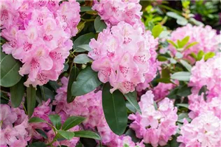- Rhododendron 'Aristide Briand'  - Rhododendron 'Aristide Briand'