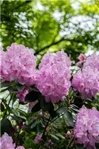 - Rhododendron 'Aristide Briand'  - Rhododendron 'Aristide Briand'