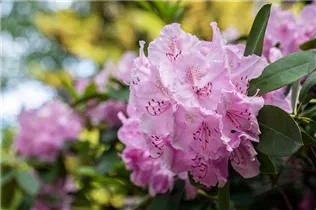 - Rhododendron 'Aristide Briand'  - Rhododendron 'Aristide Briand'