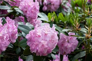 - Rhododendron 'Aristide Briand'  - Rhododendron 'Aristide Briand'