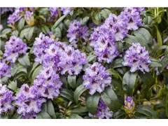 - Rhododendron 'Arthur Bedford'  - Rhododendron 'Arthur Bedford'
