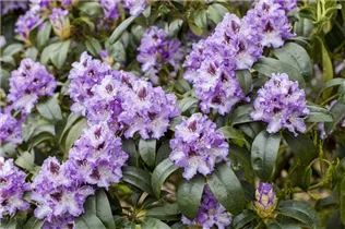 - Rhododendron 'Arthur Bedford'  - Rhododendron 'Arthur Bedford'