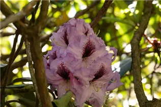 - Rhododendron 'Arthur Bedford'  - Rhododendron 'Arthur Bedford'