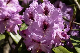 - Rhododendron 'Arthur Bedford'  - Rhododendron 'Arthur Bedford'