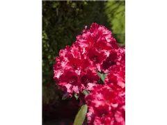 - Rhododendron 'Attraktion'  - Rhododendron 'Attraktion'