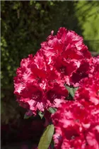 - Rhododendron 'Attraktion'  - Rhododendron 'Attraktion'