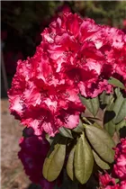 - Rhododendron 'Attraktion'  - Rhododendron 'Attraktion'