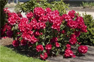 - Rhododendron 'Attraktion'  - Rhododendron 'Attraktion'