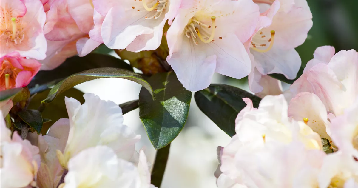 yaku angel rhododendron Yaku Prince Rhododendron | Compact Pink Blooms