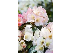 - Rhododendron 'Aureolin'®  - Rhododendron 'Aureolin'®
