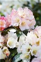 - Rhododendron 'Aureolin'®  - Rhododendron 'Aureolin'®