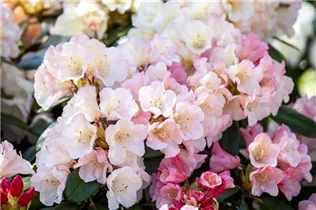 - Rhododendron 'Aureolin'®  - Rhododendron 'Aureolin'®