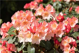 - Rhododendron 'Aureolin'®  - Rhododendron 'Aureolin'®