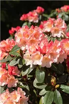 - Rhododendron 'Aureolin'®  - Rhododendron 'Aureolin'®