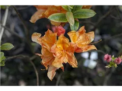 - Rhododendron austrinum  - Rhododendron austrinum