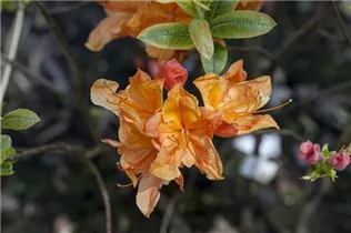 - Rhododendron austrinum  - Rhododendron austrinum